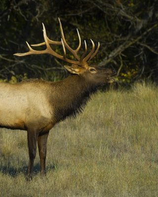 Bull Elk Bugling #2