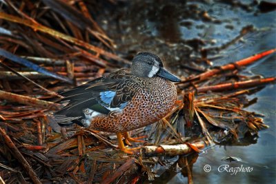 blue winged teal (Anas discors)