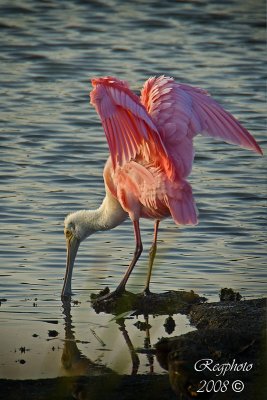 Roseate Spoonbill Foraging for Food