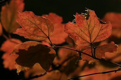 Nice red colours