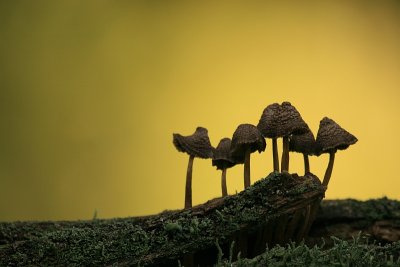 Autumn 2009