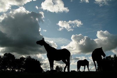 Horses with backlight