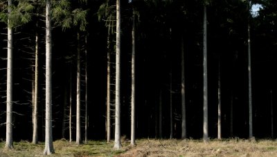 Trees in front of the light