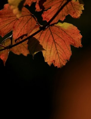 Nice colours