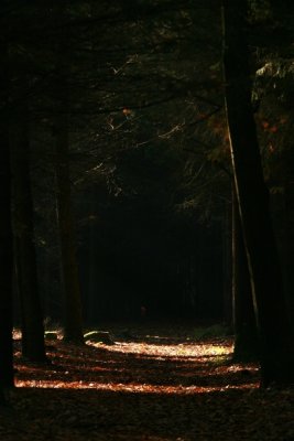 The light true the forest