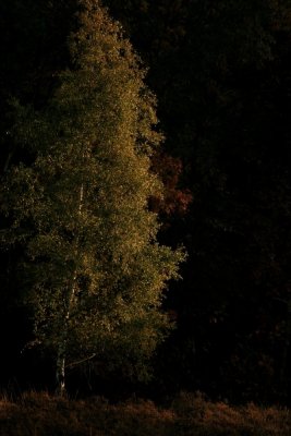 Autumn 2009