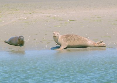 old pic's seals