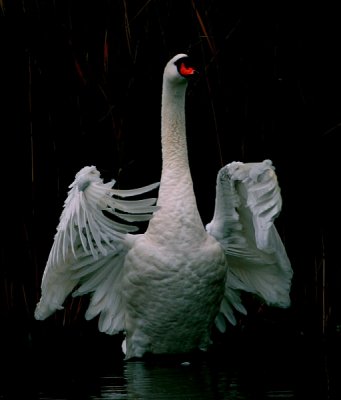 Zwaan - Swan