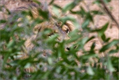 Lion, Oakland Zoo