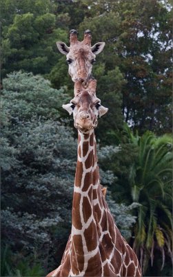 Giraffes, Oakland Zoo