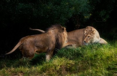 Oakland Zoo, Lion & Lioness