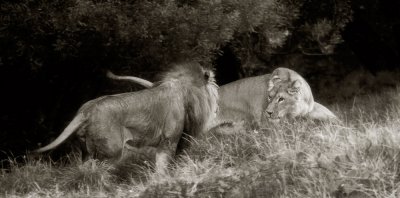 Oakland Zoo, Lion & Lioness