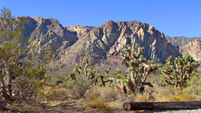 Spring Mountain Ranch State Park - Desert View