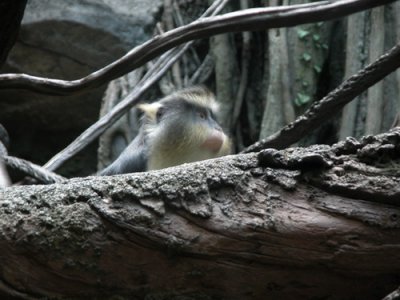 Bronx Zoo 8-19-03 0090.JPG