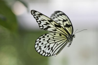 Butterfly World _007 .jpg