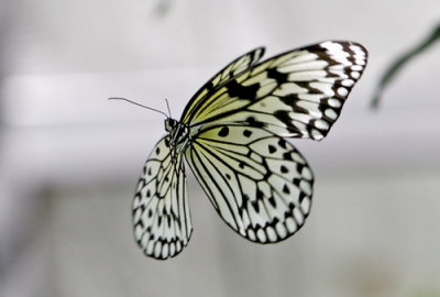 Butterfly World _010 .jpg