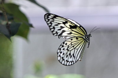 Butterfly World _011 .jpg