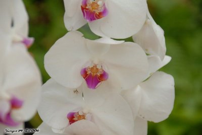 DSC_0019.JPG