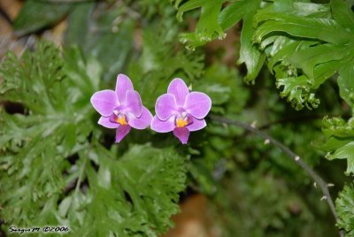 DSC_0025.JPG
