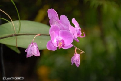 DSC_0028.JPG