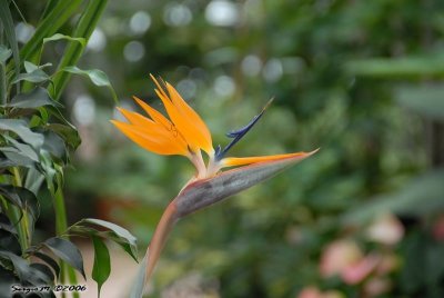 DSC_0038.jpg