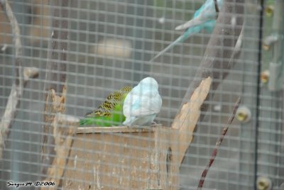 DSC_0039.JPG