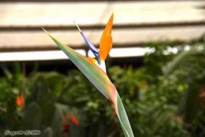 DSC_0042.jpg