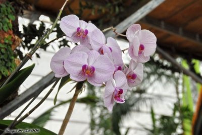DSC_0060.jpg