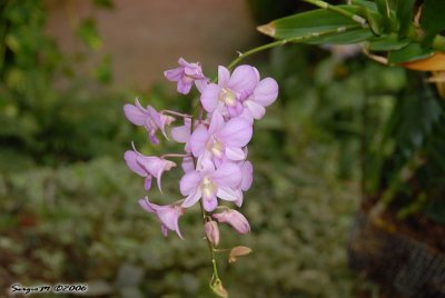 DSC_0063.jpg