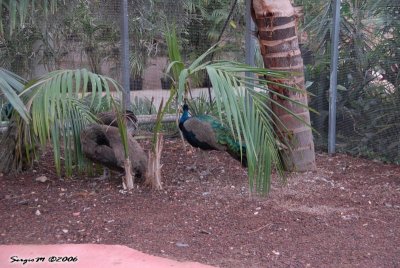 DSC_0065.JPG