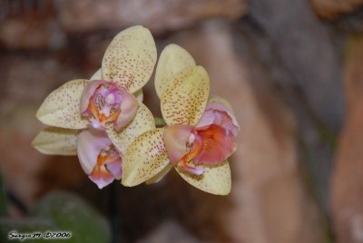 DSC_0072.jpg