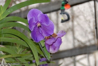 DSC_0074.JPG