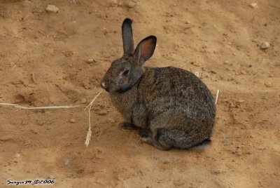 DSC_0096.JPG