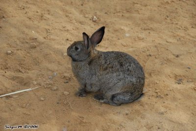 DSC_0097.JPG
