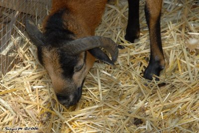 DSC_0099.JPG