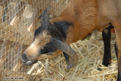 DSC_0100.JPG