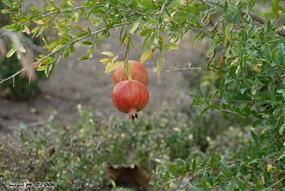 DSC_0103.jpg