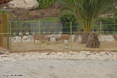 DSC_0105.JPG