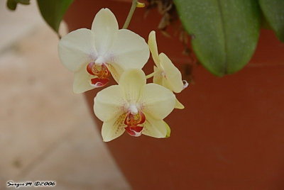 DSC_0114.jpg