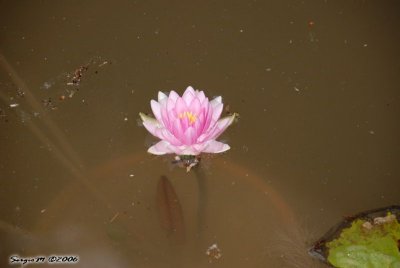 DSC_0115.JPG