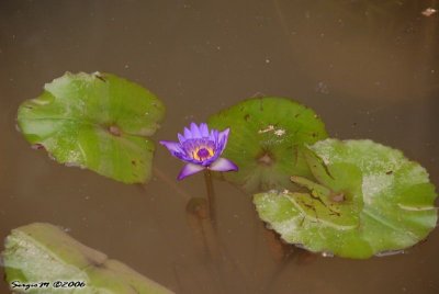 DSC_0116.JPG