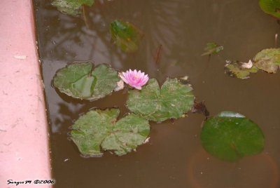 DSC_0126.JPG
