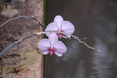DSC_0128.JPG