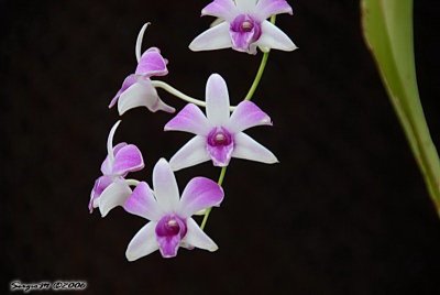 DSC_0140.jpg