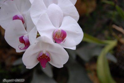 DSC_0142.JPG