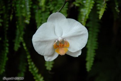 DSC_0151.JPG
