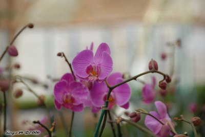 DSC_0170.JPG