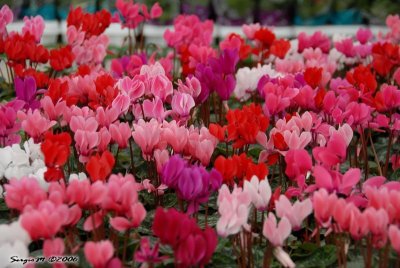 DSC_0174.JPG