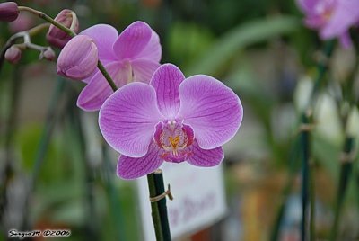 DSC_0186.jpg