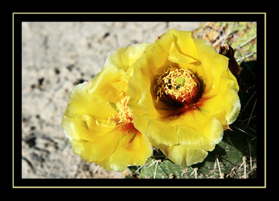 Yellow Cactus Flower - Badlands National Park